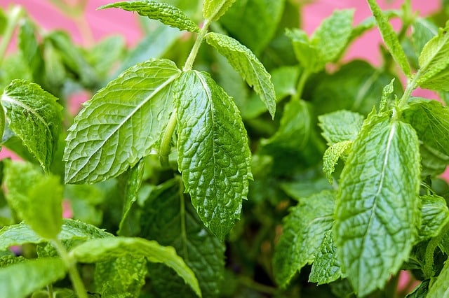 Les bienfaits de la menthe poivrée