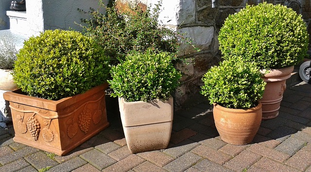 Quelle plante brise vue pour balcon choisir ?