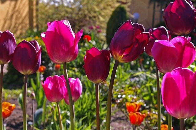 Quelles plantes à bulbe dans mon jardin ?