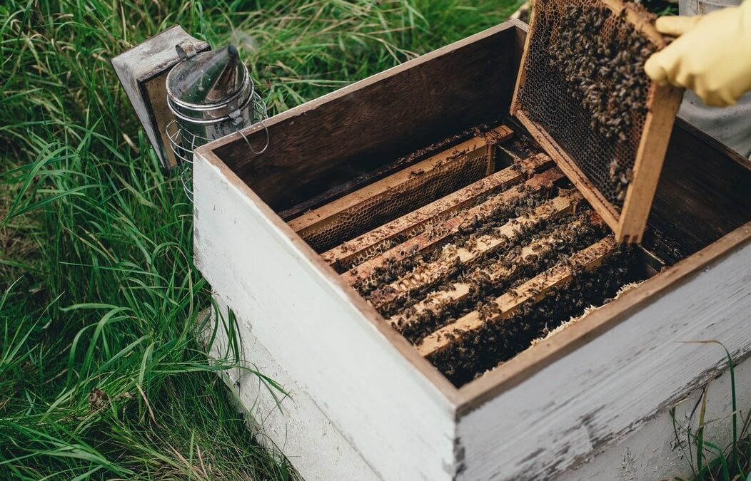 Comment installer une ruche dans votre jardin ?