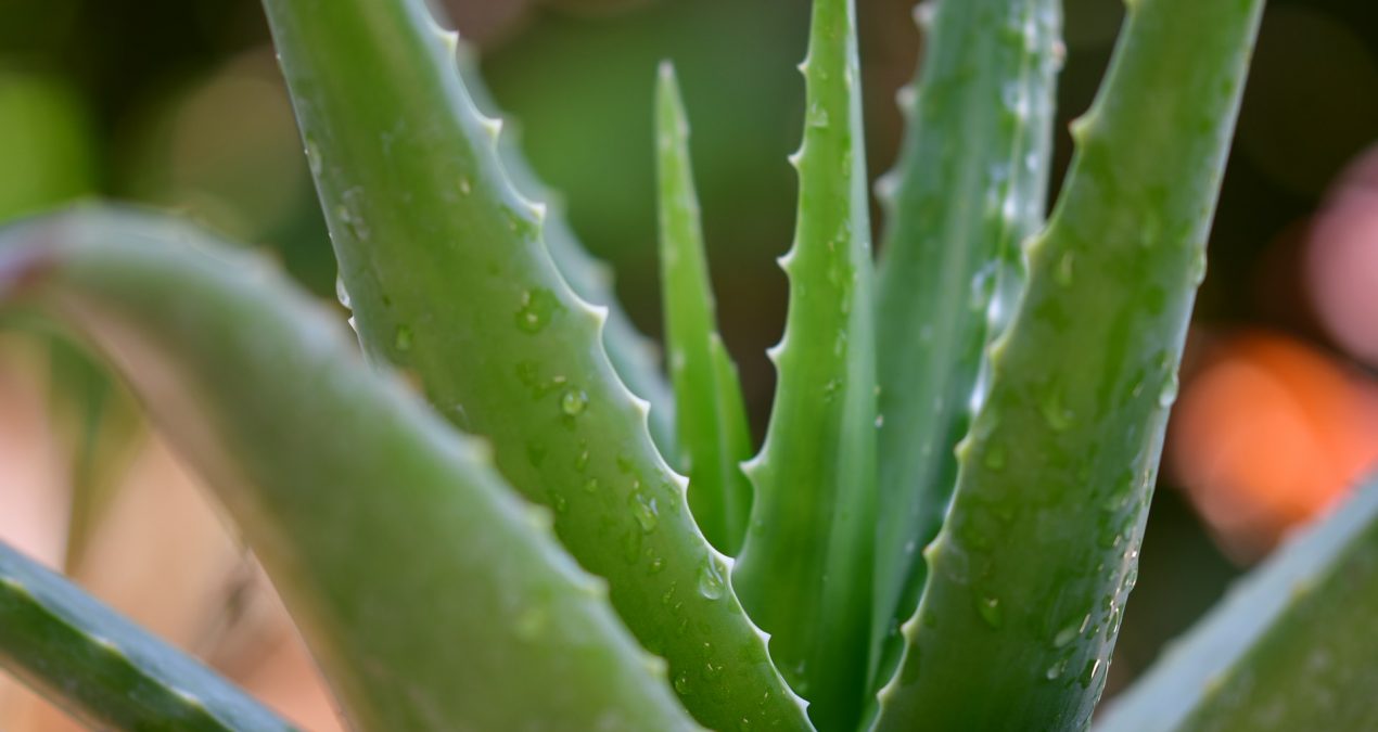 Comment bouturer un aloe vera ?