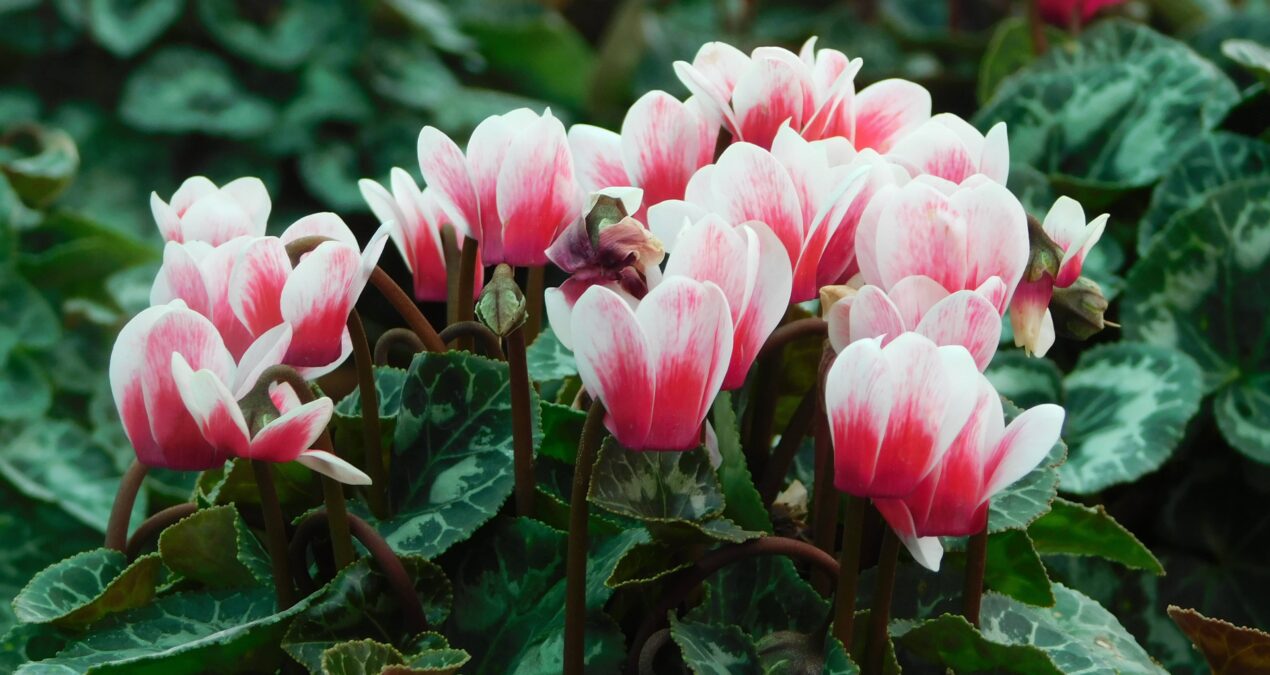 Comment entretenir un cyclamen ?