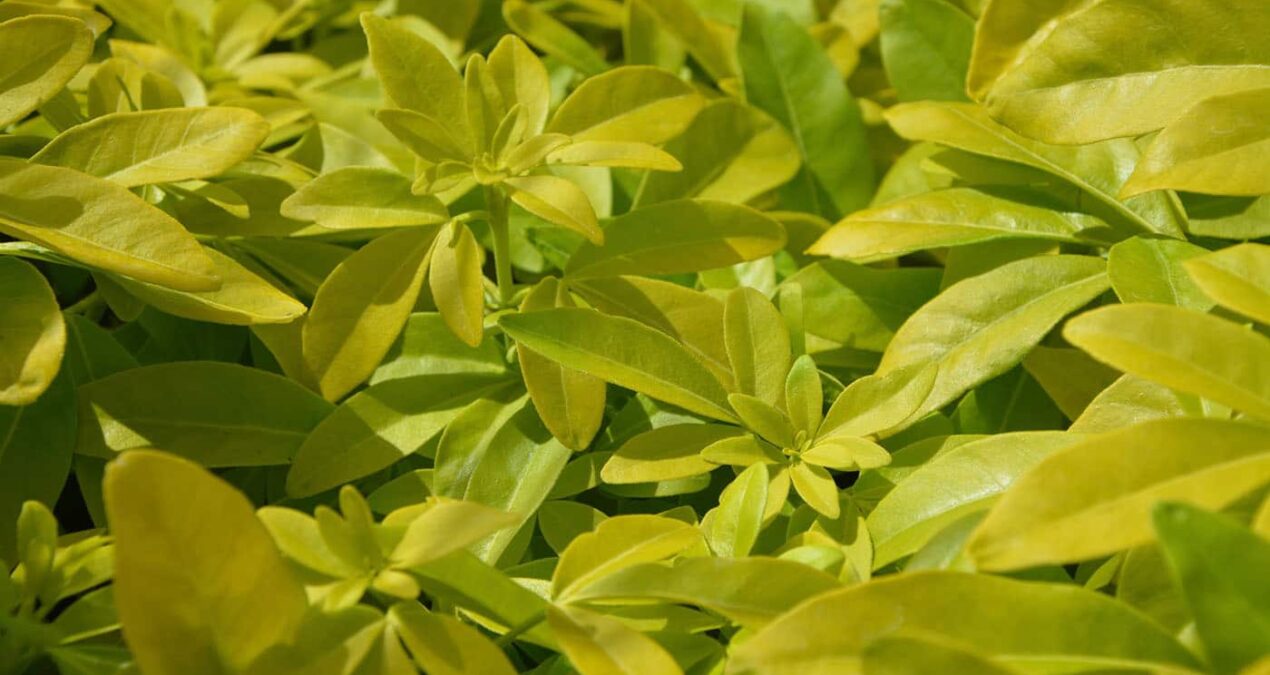 Pittosporum : plantation, taille et conseil jardinage