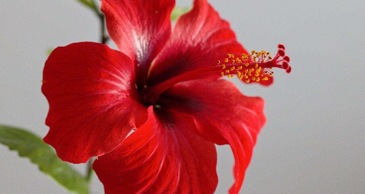 Comment reconnaitre un hibiscus d’intérieur ou d’extérieur ?