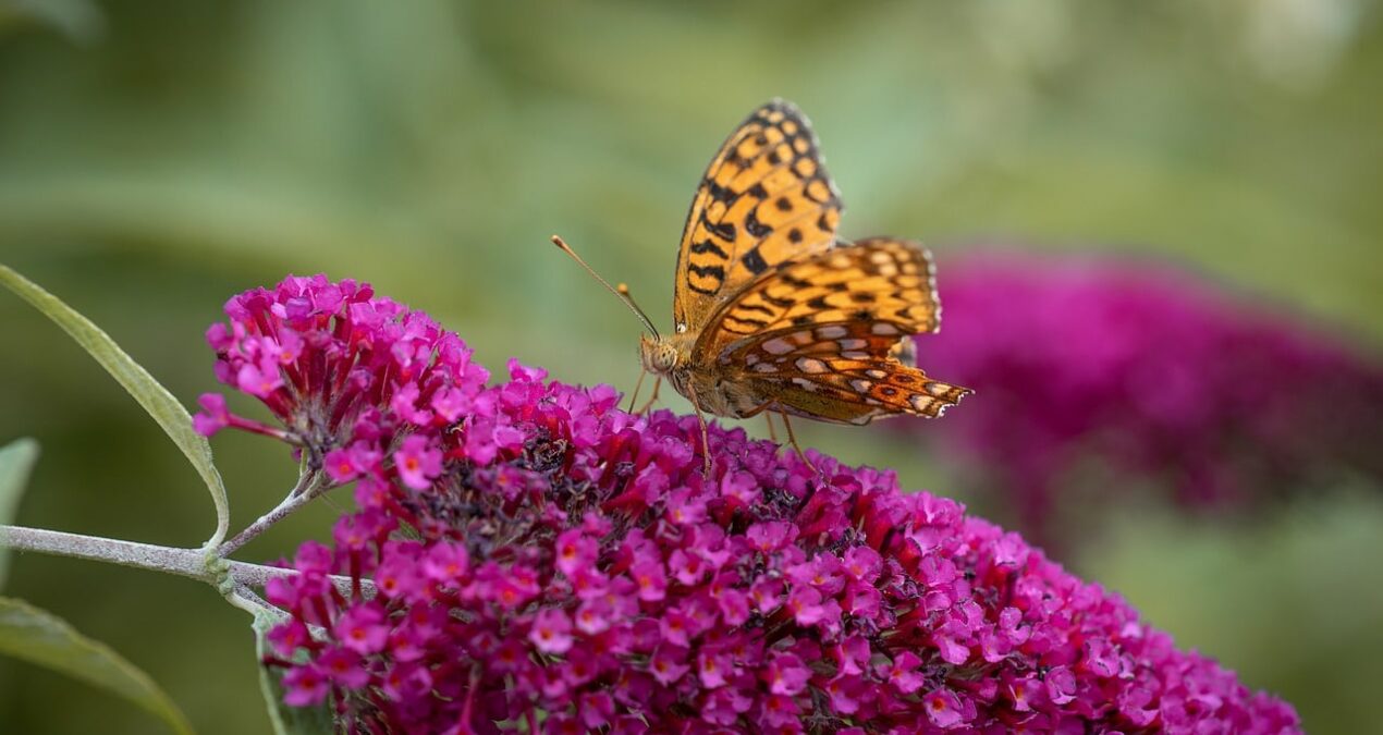 Comment entretenir un arbre à papillons (Buddleia de David ou Buddleia du père David) ?