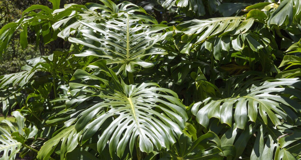 Philodendron : PLANTATION, TAILLE ET CONSEIL JARDINAGE