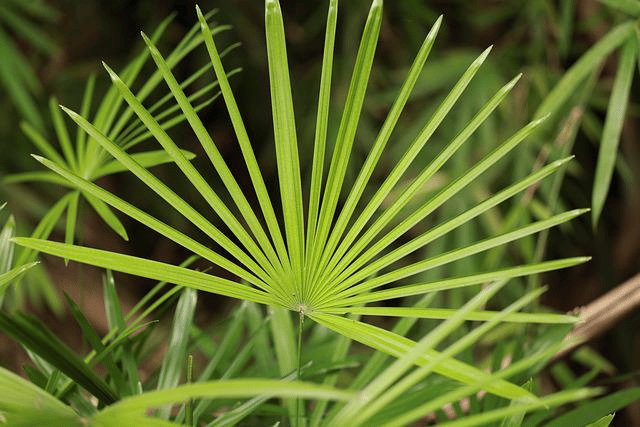 Comment entretenir un palmier nain Chamaerops humilis ?