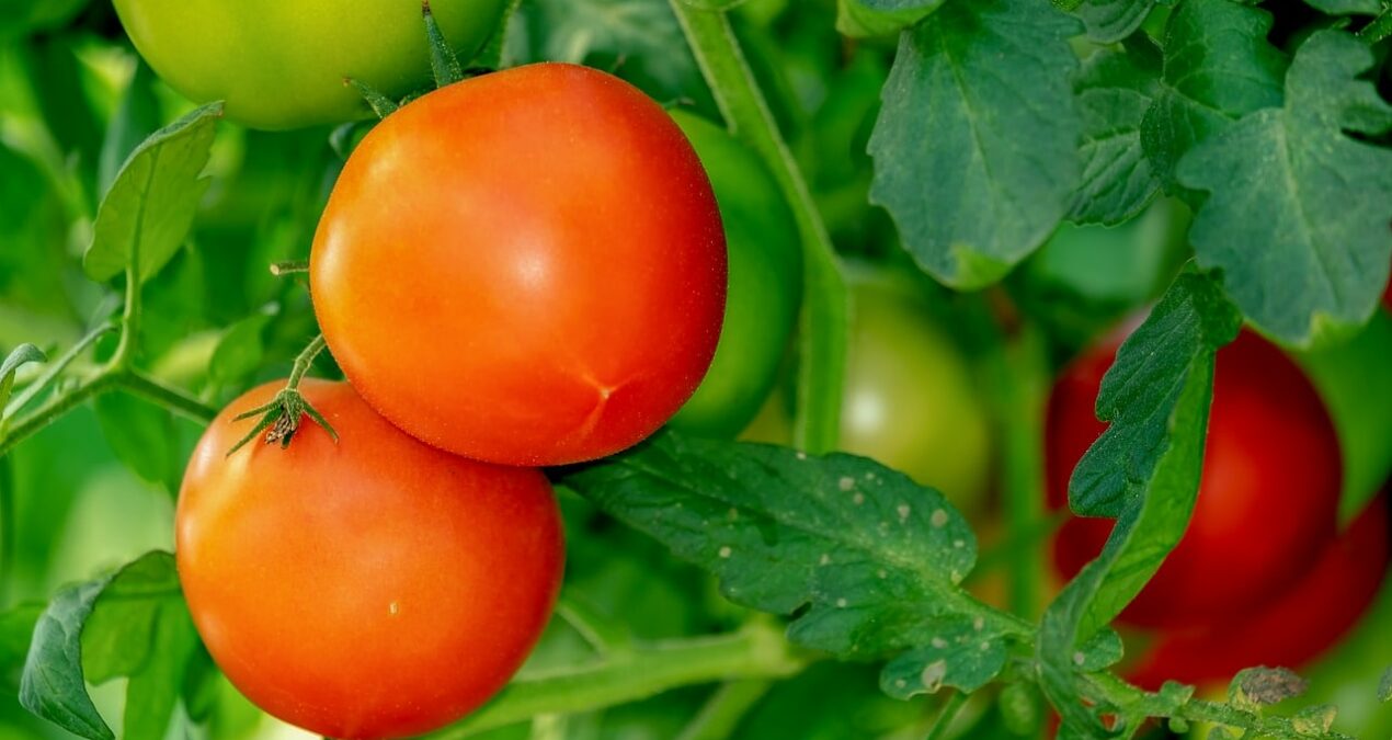 Quelle distance entre les plantations de tomate ?