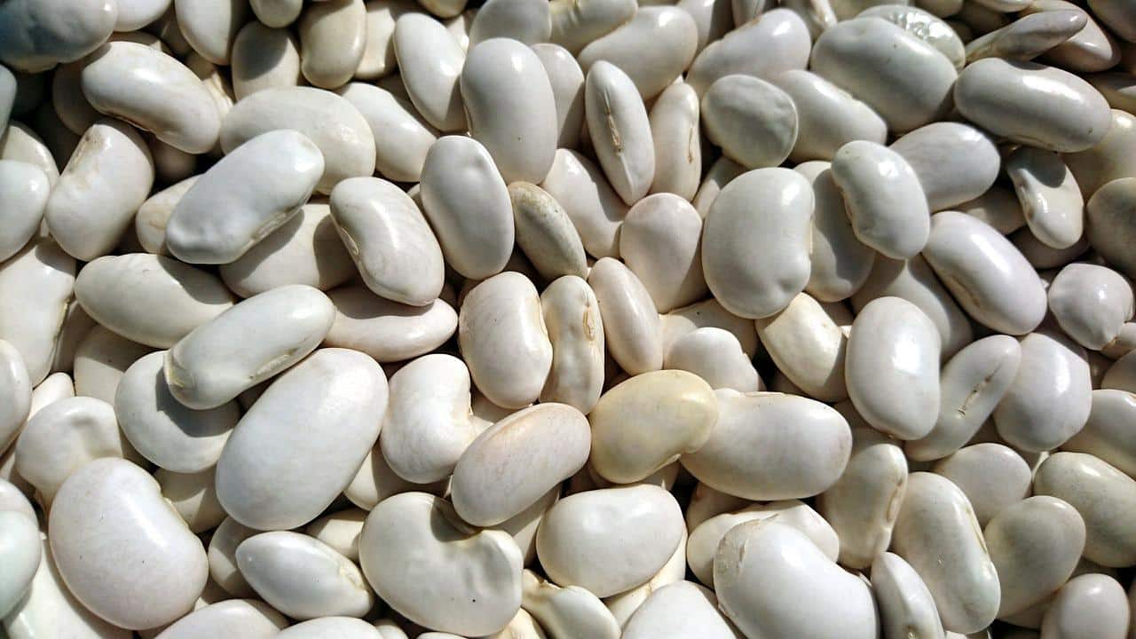 Comment Cultiver Les Coco De Paimpol planter et cultiver les haricots coco