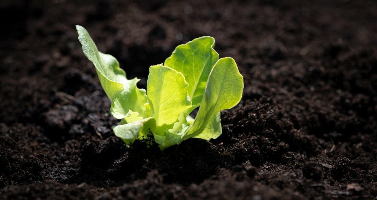 Quand planter la salade sucrine ?