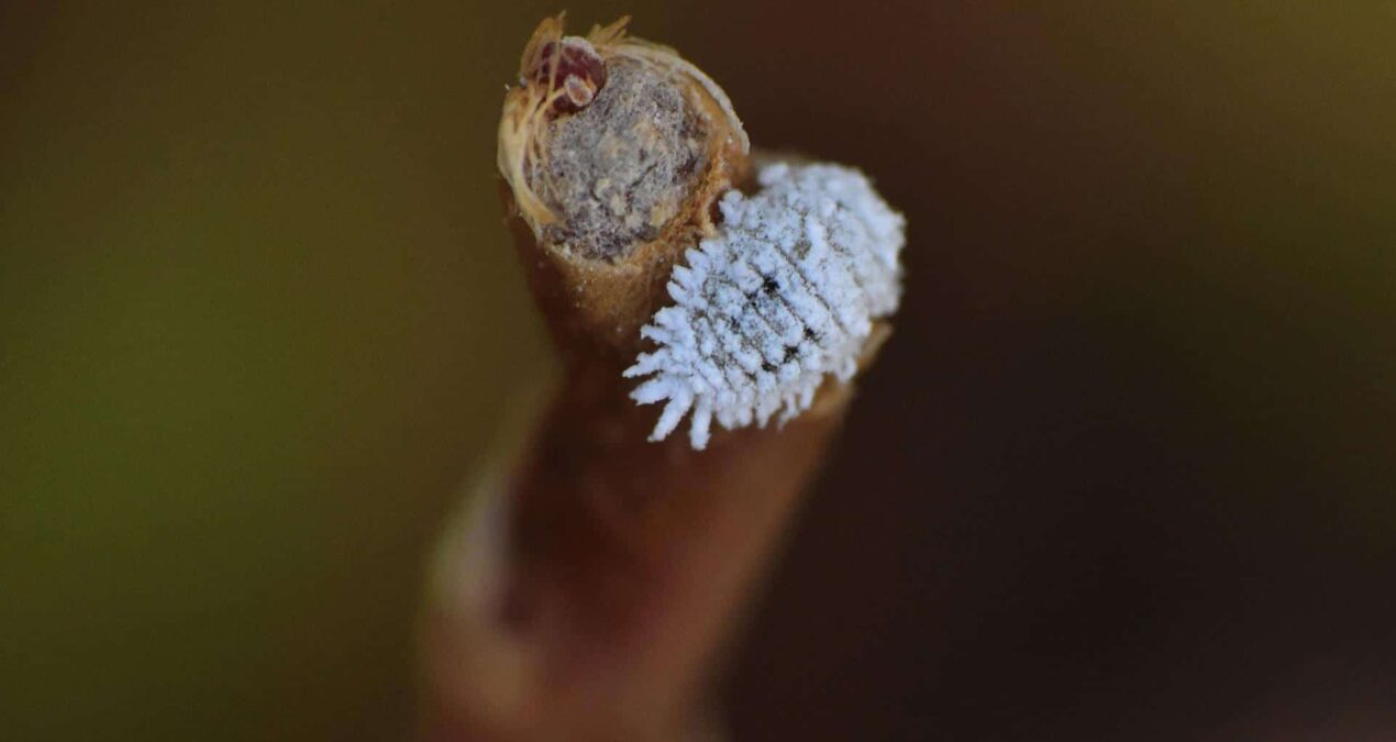 Comment se débarrasser de la cochenille farineuse ?