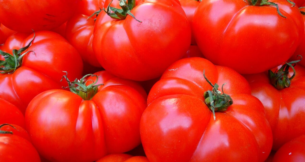 Quand planter des tomates Marmande ?