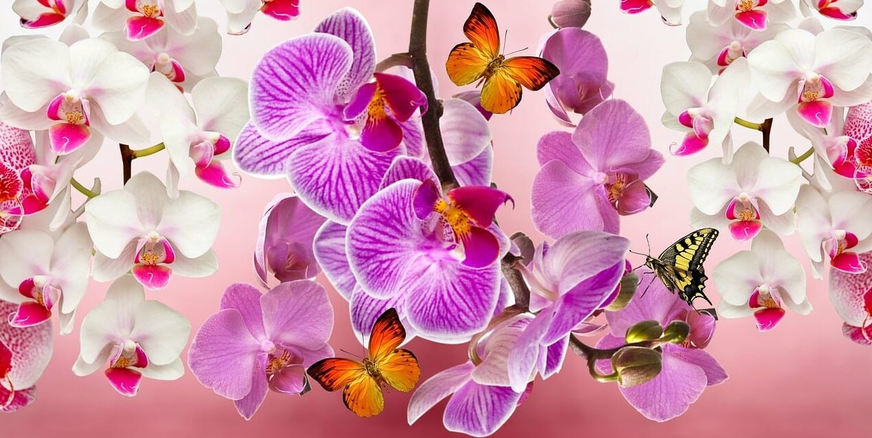 Comment arroser une orchidée ?