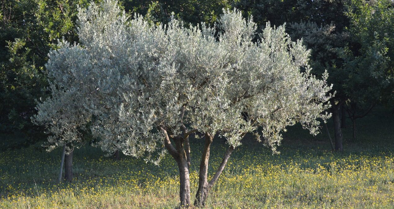 Comment mettre en valeur un olivier ?