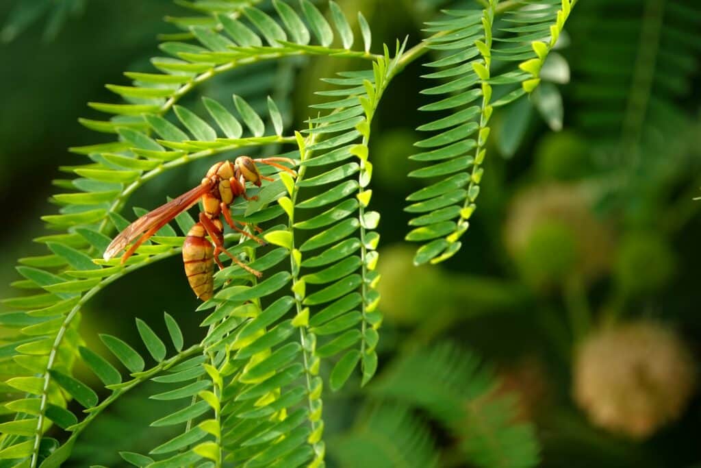 Comment détruire un nid de guêpes naturellement ?