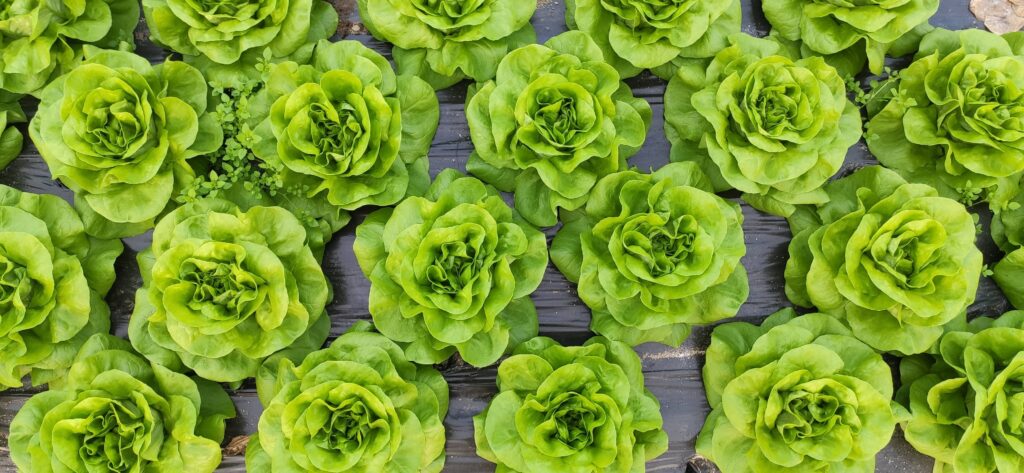 Quand planter la salade sucrine ?