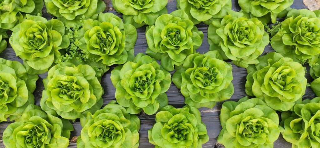 Quand planter la salade sucrine ?