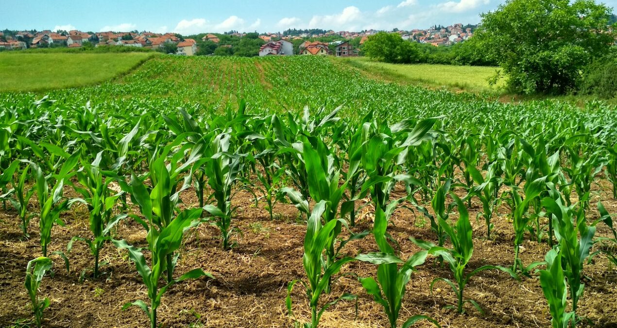 Quels sont les signes d’une carence en phosphore et en potassium chez les plantes ?