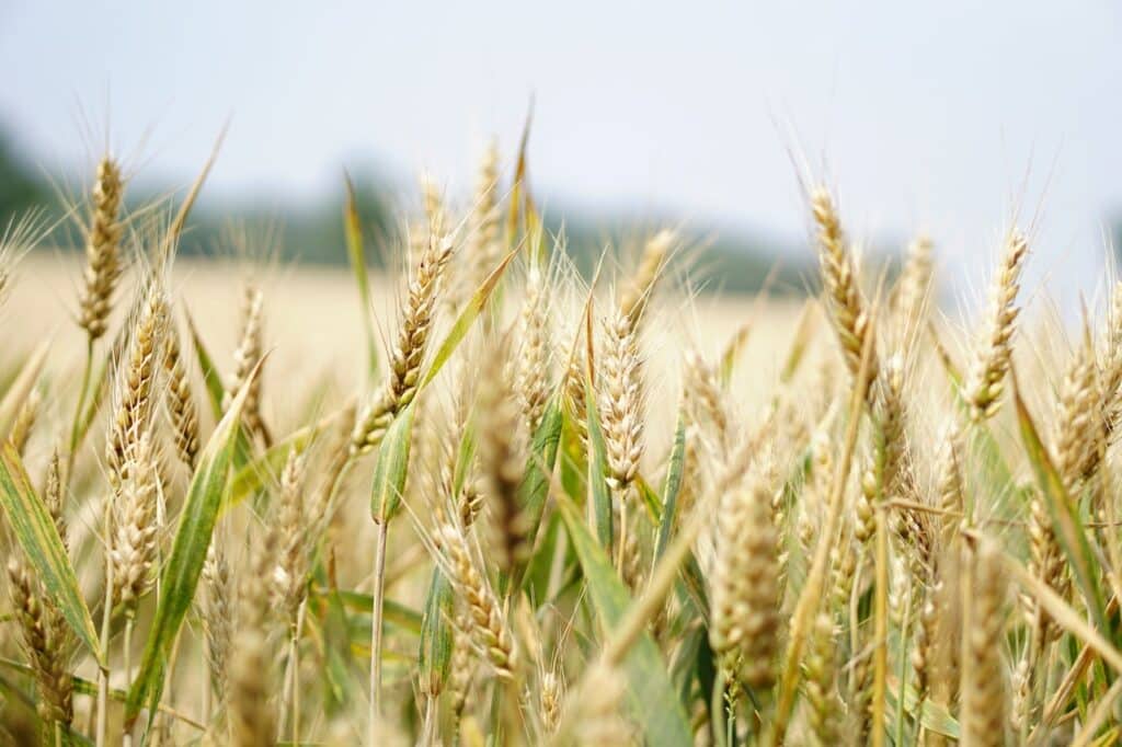 Quels sont les signes d&rsquo;une carence en phosphore et en potassium chez les plantes ?