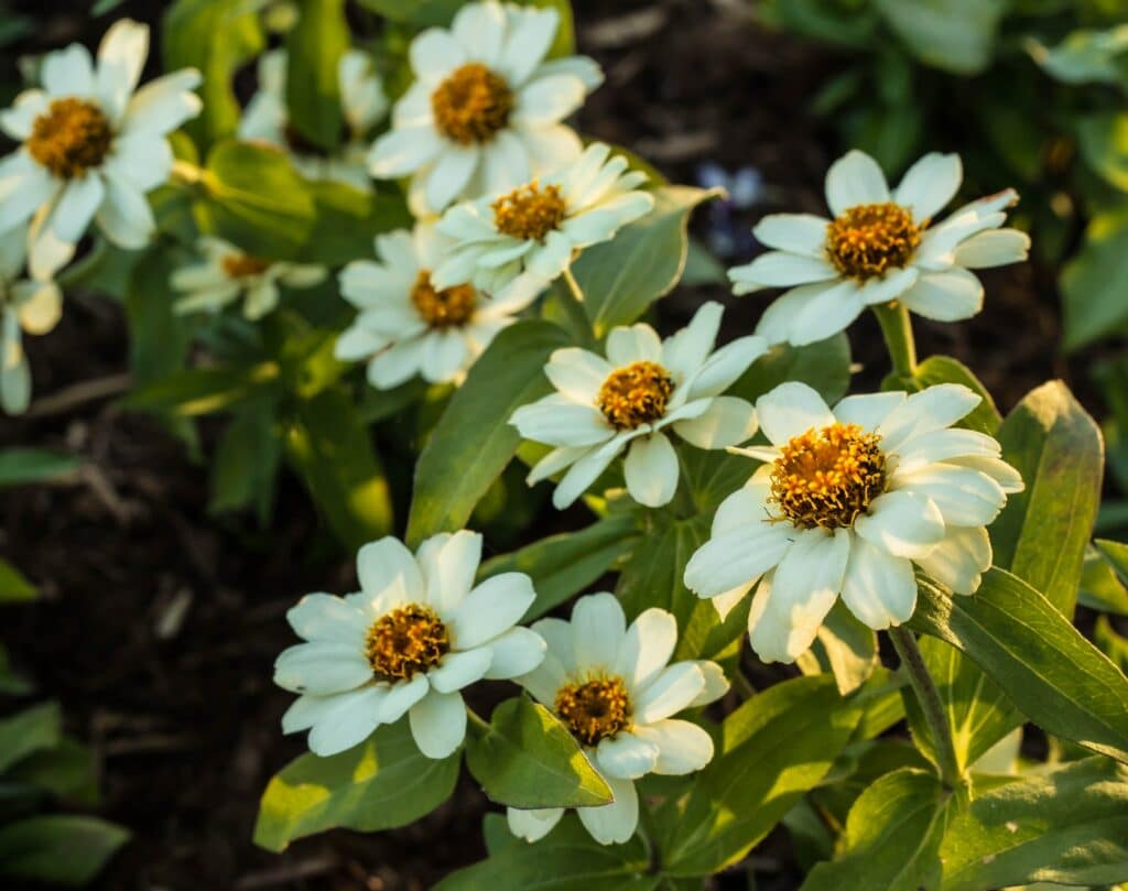 usages bouillie bordelaise fleurs