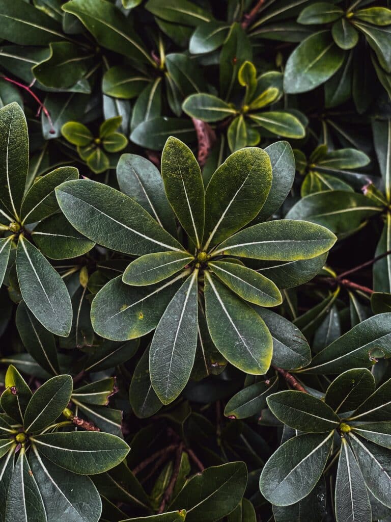 feuilles de pittosporum