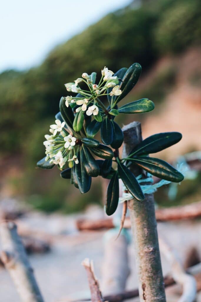 fleurs de pittosporum