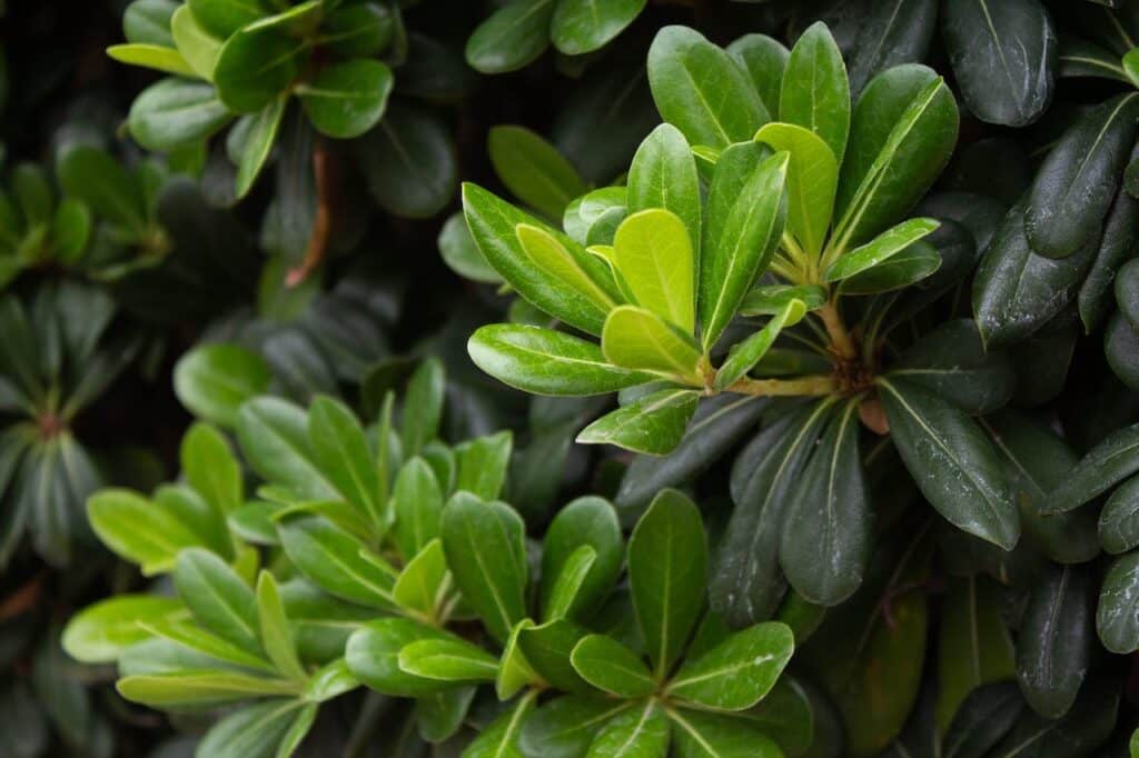 branches de pittosporum