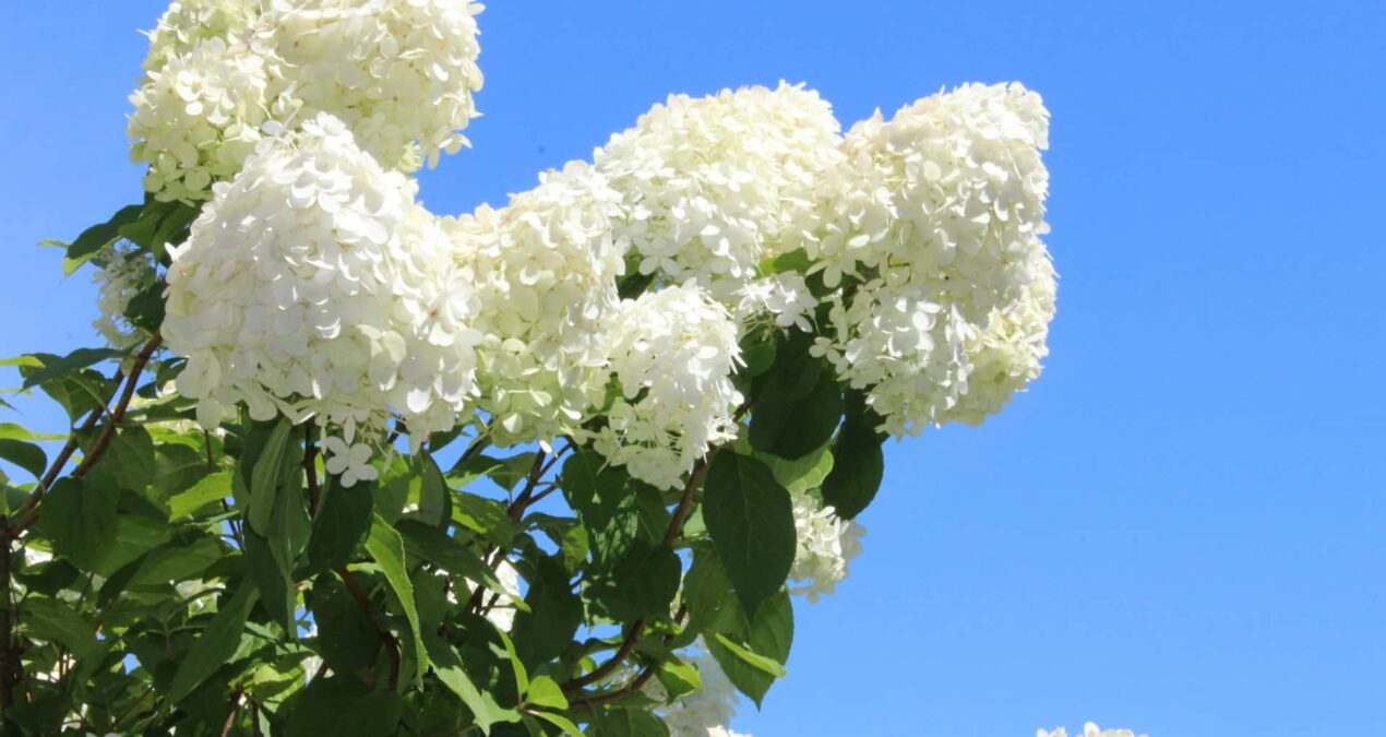 Comment tailler les hortensias ?