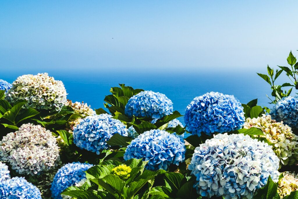 Comment tailler les hortensias ?