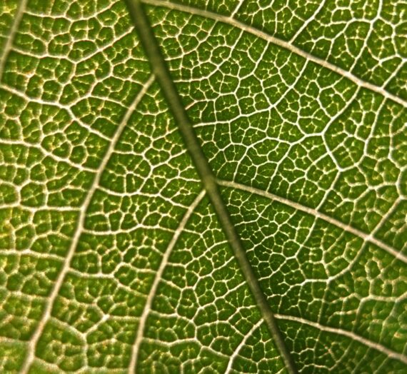 Tout savoir sur les maladies du buis — free download