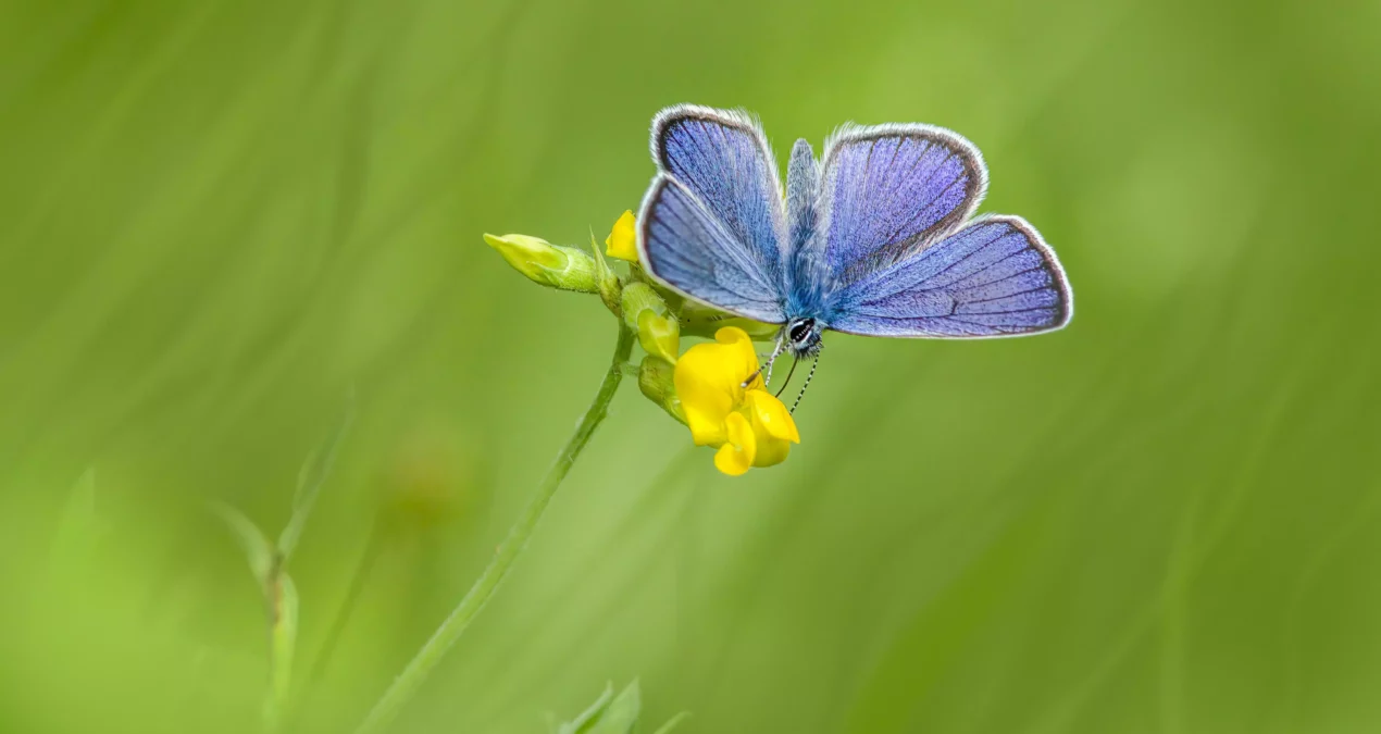 Les insectes auxiliaires nocturnes : vos alliés insoupçonnés