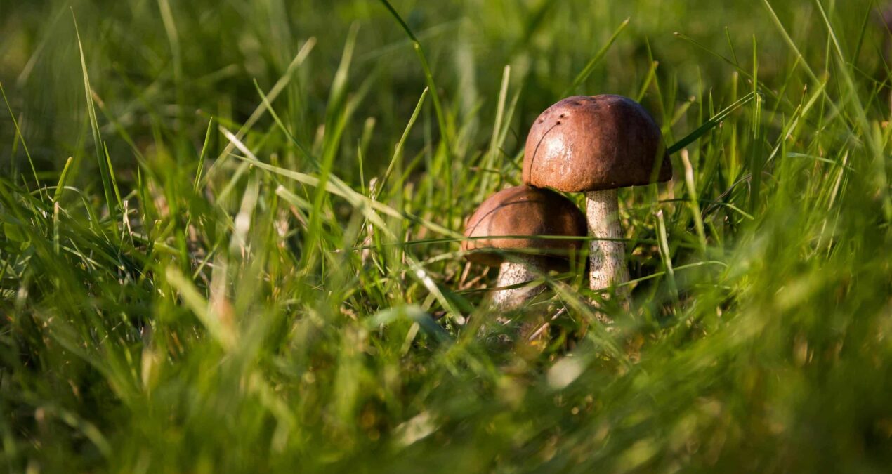 Champignons au jardin : alliés naturels pour un sol vivant